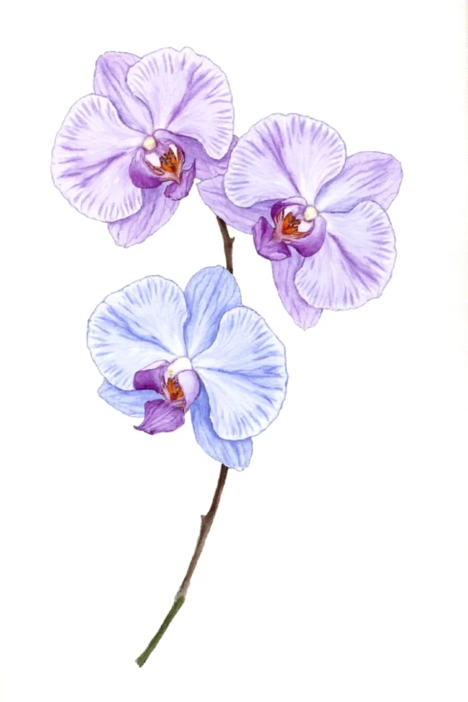 Illustration of three delicate purple orchids on a single stem, showcasing elegant petals and intricate details.