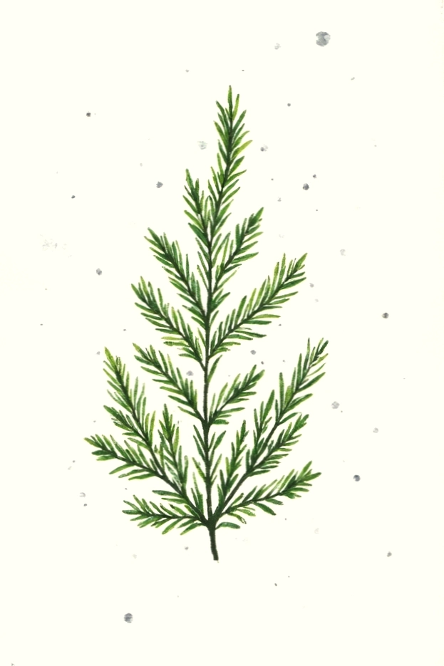 Illustration of a green pine branch on a light background, showcasing detailed, needle-like leaves.