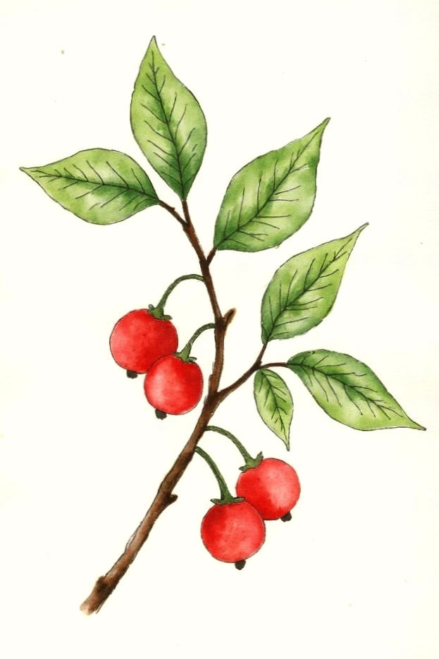 Illustration of a branch with green leaves and three red berries on a white background.