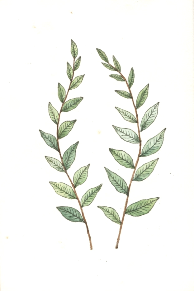 Illustrated botanical drawing of two green leafy branches on a white background.