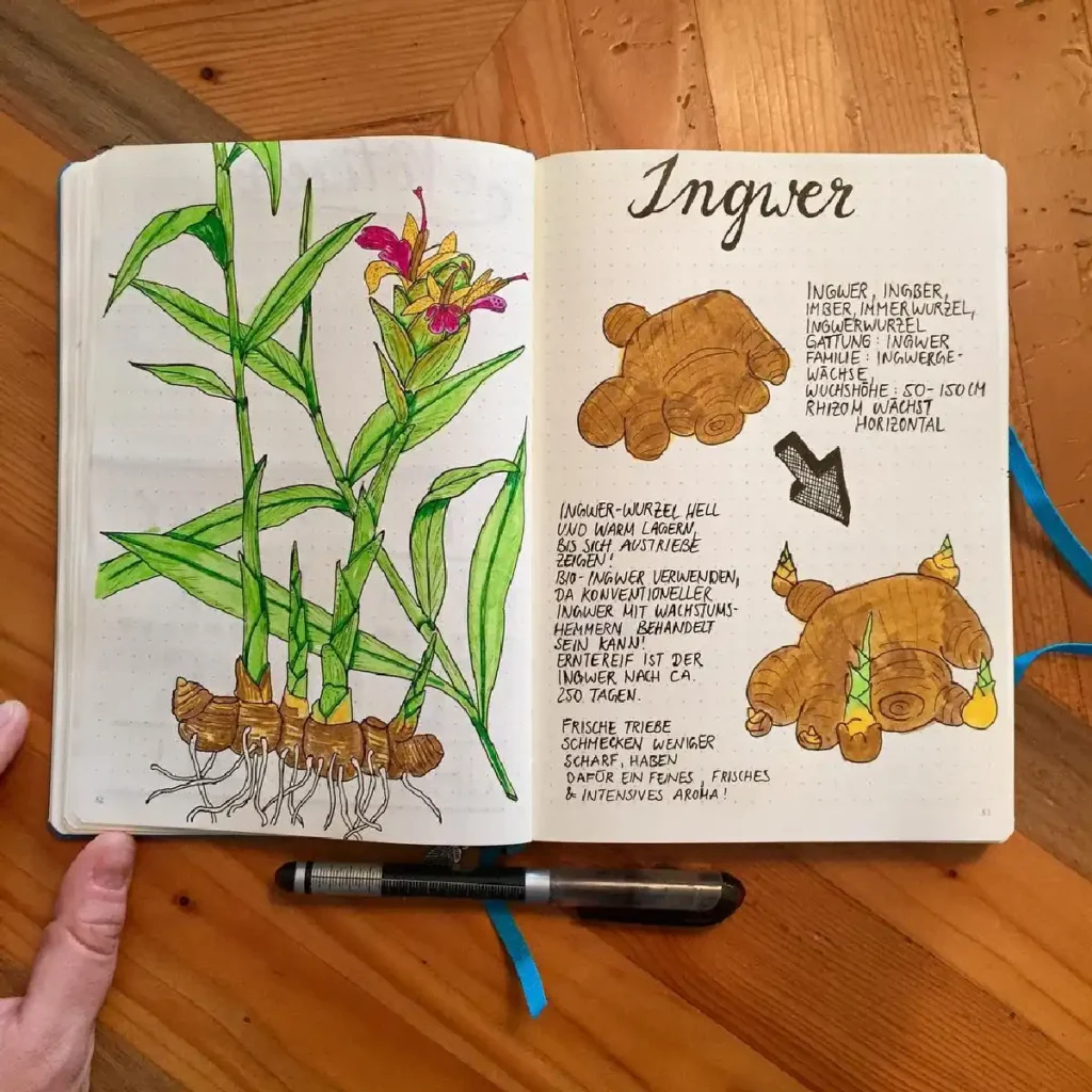 Illustration of ginger plant with notes on its characteristics and cultivation in a notebook.