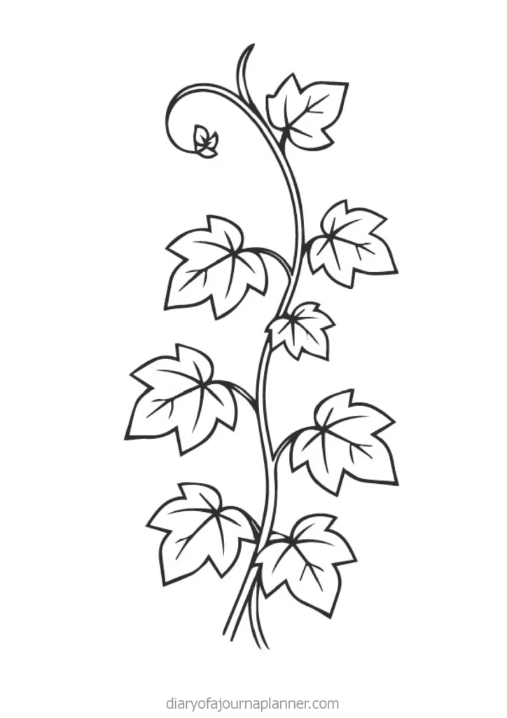Black and white illustration of a climbing vine with detailed leaves, perfect for coloring or nature-inspired designs.